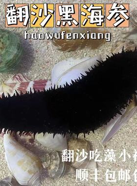 翻砂黑海参红海参海缸翻砂生物工具海参观赏活体海洋生物包邮包活