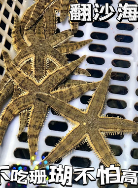 翻砂海星翻砂工具生物海缸活体生物翻砂除藻清理缸壁海洋生物