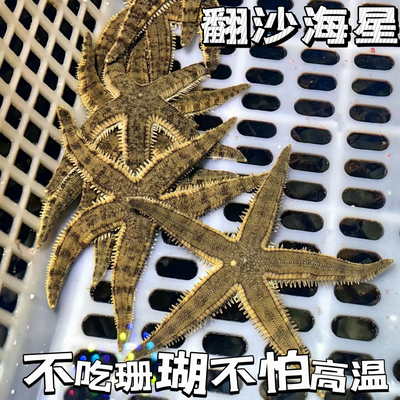 翻砂海星翻砂工具生物海缸活体生物翻砂除藻清理缸壁海洋生物