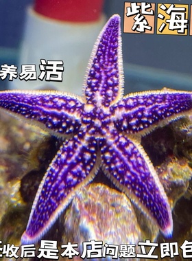 紫海星海缸活体生物海洋宠物观赏翻砂小海星鱼缸宠物工具海星包活