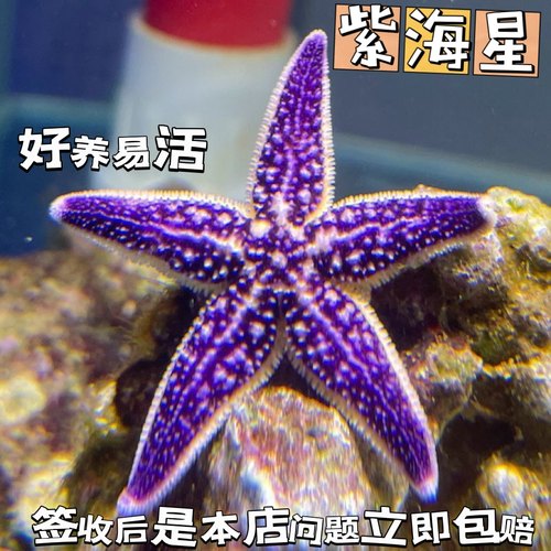 紫海星海缸翻砂工具活体