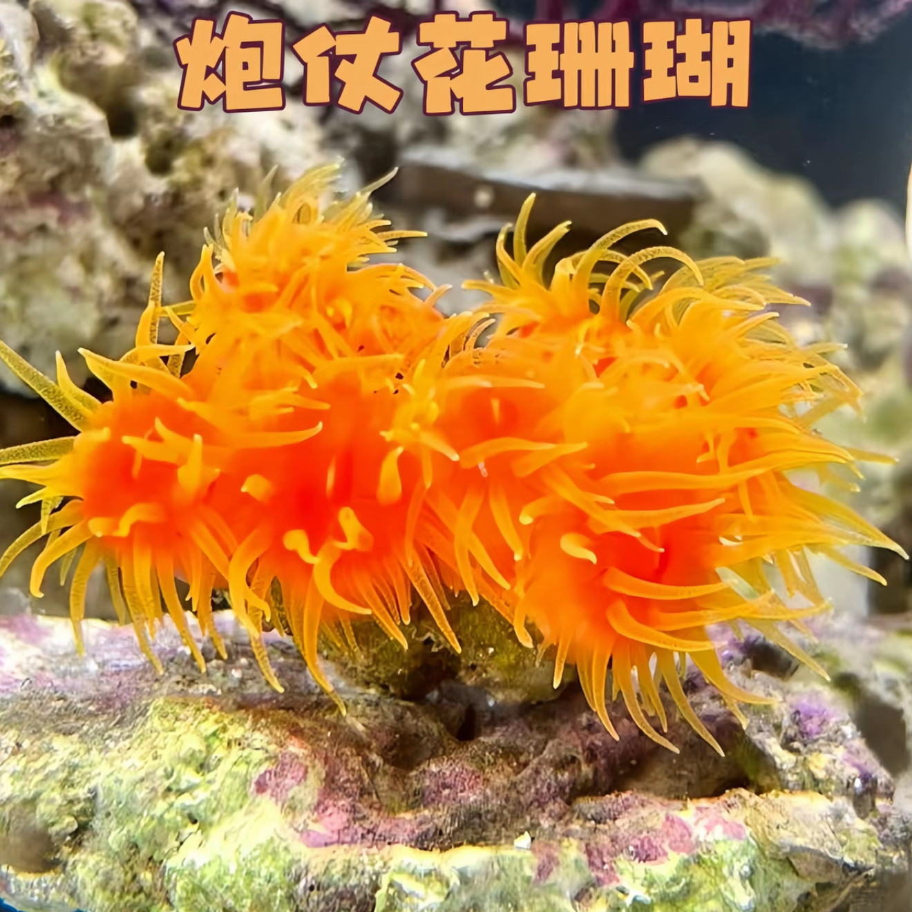 炮仗花太阳花海水软体活体珊瑚海缸造景lps珊瑚海缸生物皮实好养