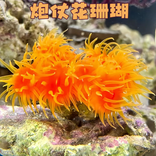 炮仗花太阳花海水软体活体珊瑚