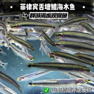 菲律宾舌塘鳢海水鱼观赏鱼活体海水生物小丑鱼尼莫可混养