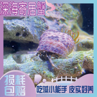 海洋寄居蟹活体海洋生物清缸吃藻吃残渣观赏活体红脚寄居蟹除藻