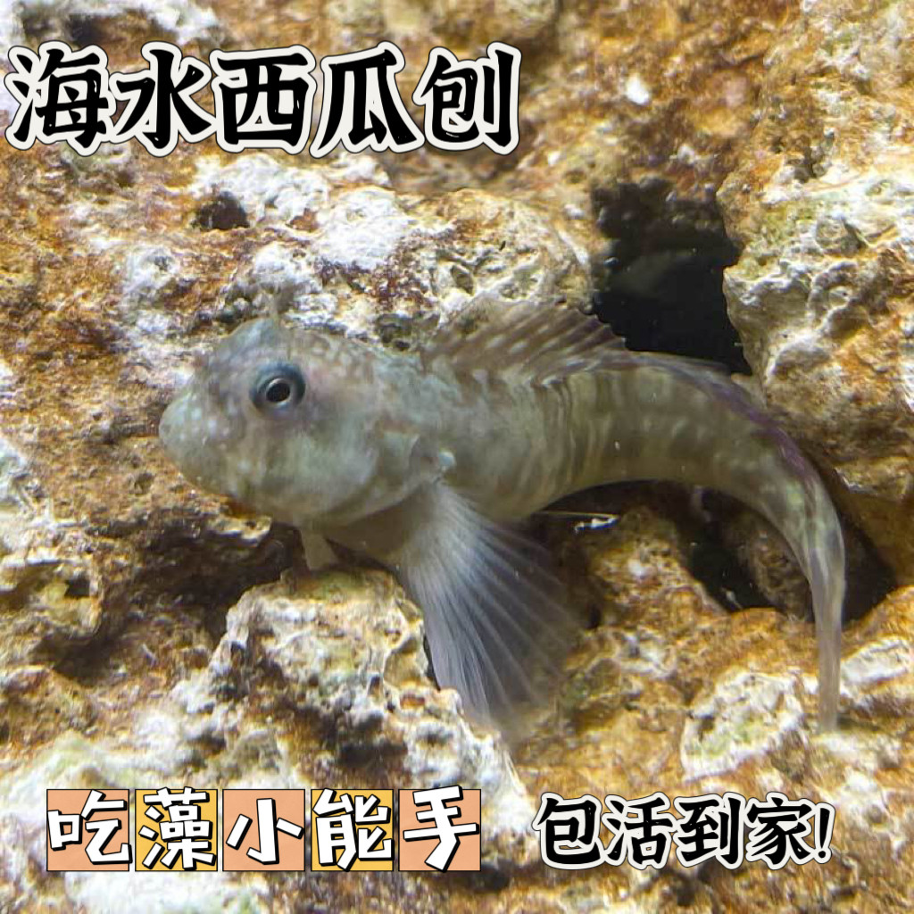 西瓜刨海水鱼活体鳚科花豹巴士除藻食苔古食藻清洁海缸包活报损