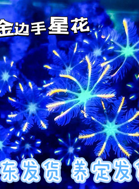 新手练手软体珊瑚珊瑚
