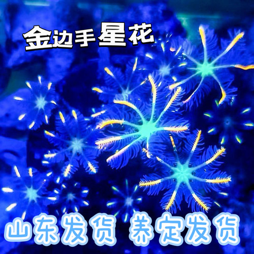 新手练手软体珊瑚珊瑚