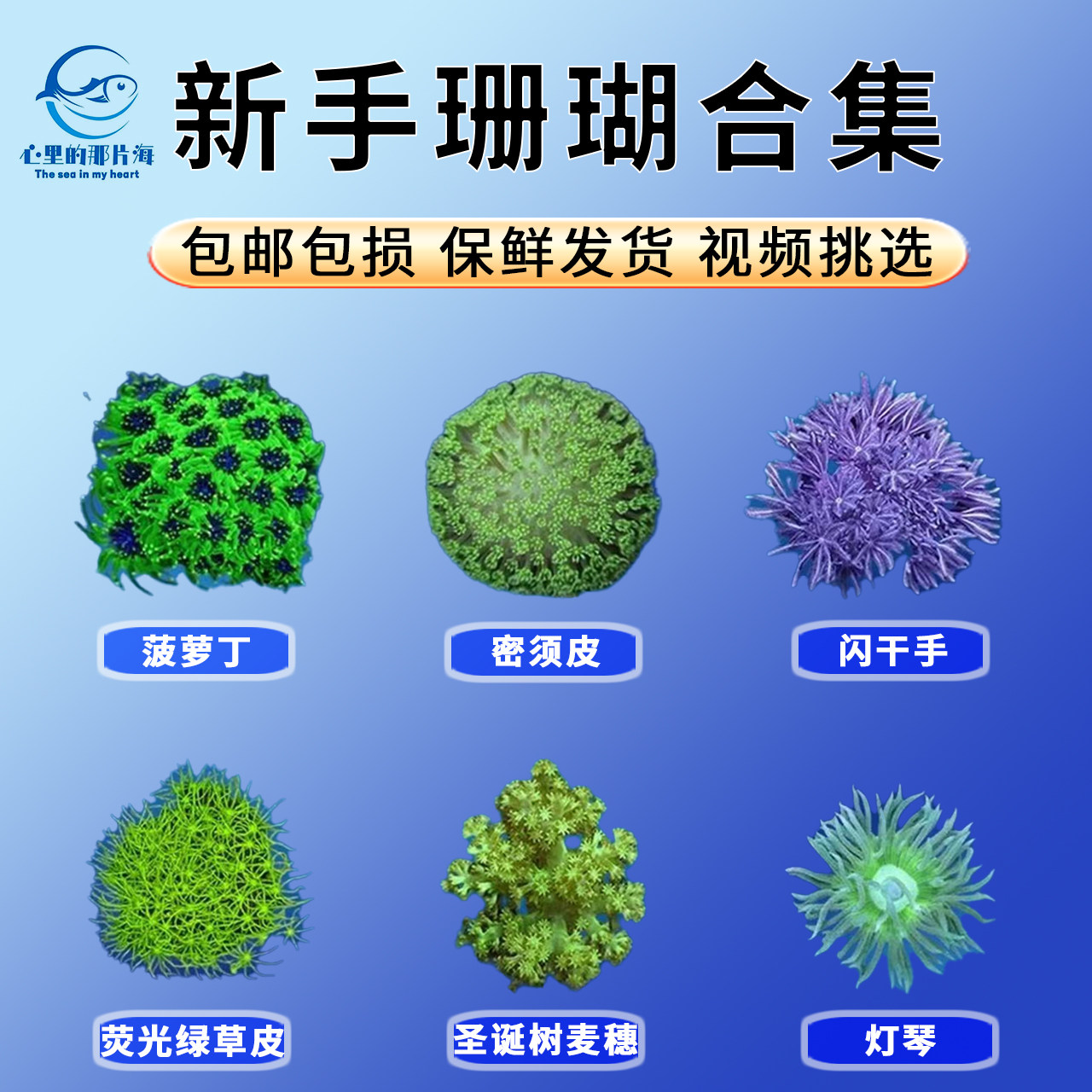 新手珊瑚试水珊瑚手星花草皮菠萝丁闪千手密须皮革海水生物海缸