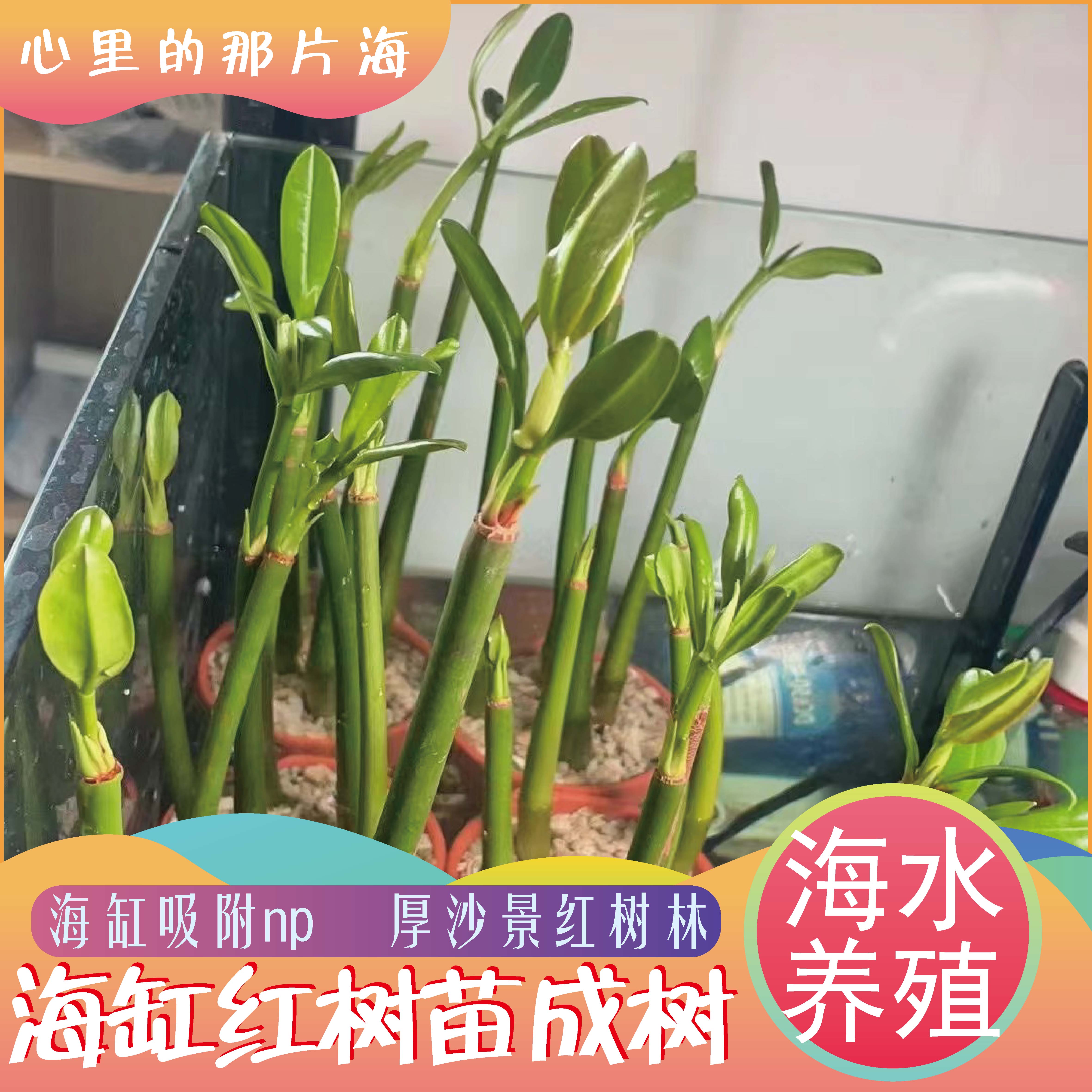 秋茄红树苗木榄苗红海红树林