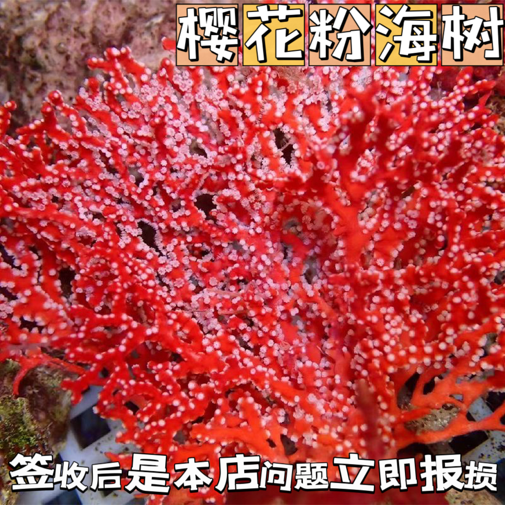 雪花红海曙珊瑚树支海缸造景摆件活体珊瑚观赏海洋生物海树