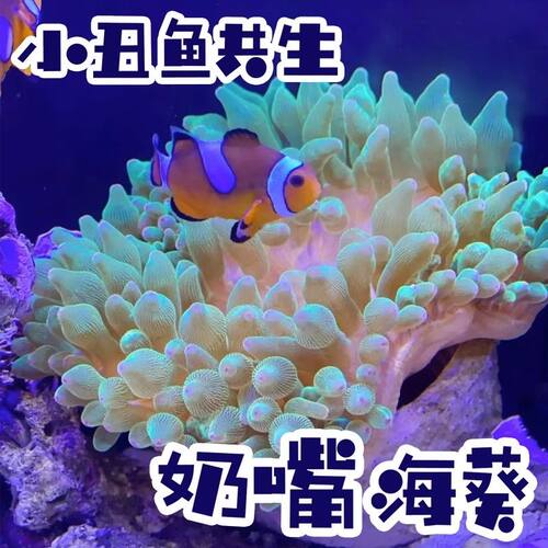 奶嘴海葵小丑鱼共生紫点海葵
