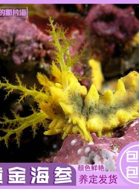 黄金海参黑海参红海参海缸翻砂生物海水生物皮实好养