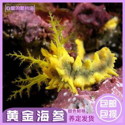 黄金海参翻砂海水生物