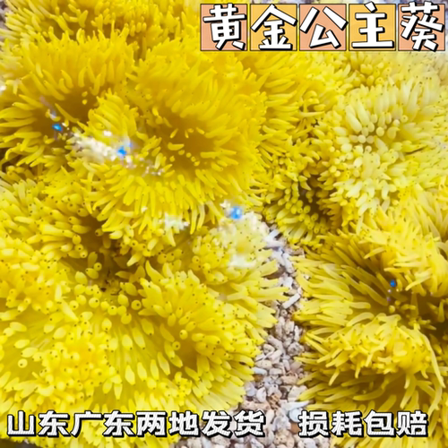黄金海葵公主葵小丑鱼共生海葵