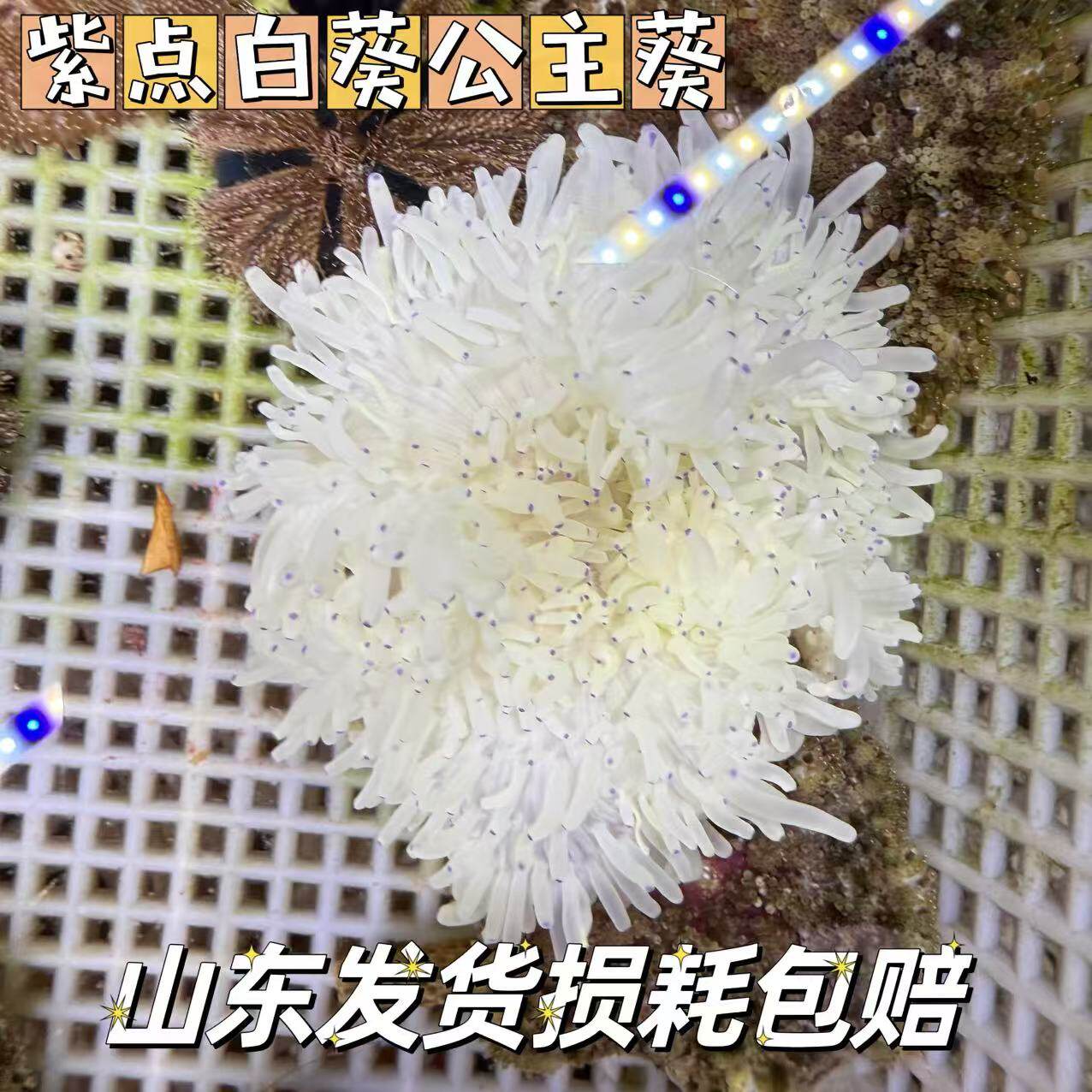 海水生物公主葵紫点白葵小丑鱼共生海葵奶嘴海葵简单饲养新手推荐