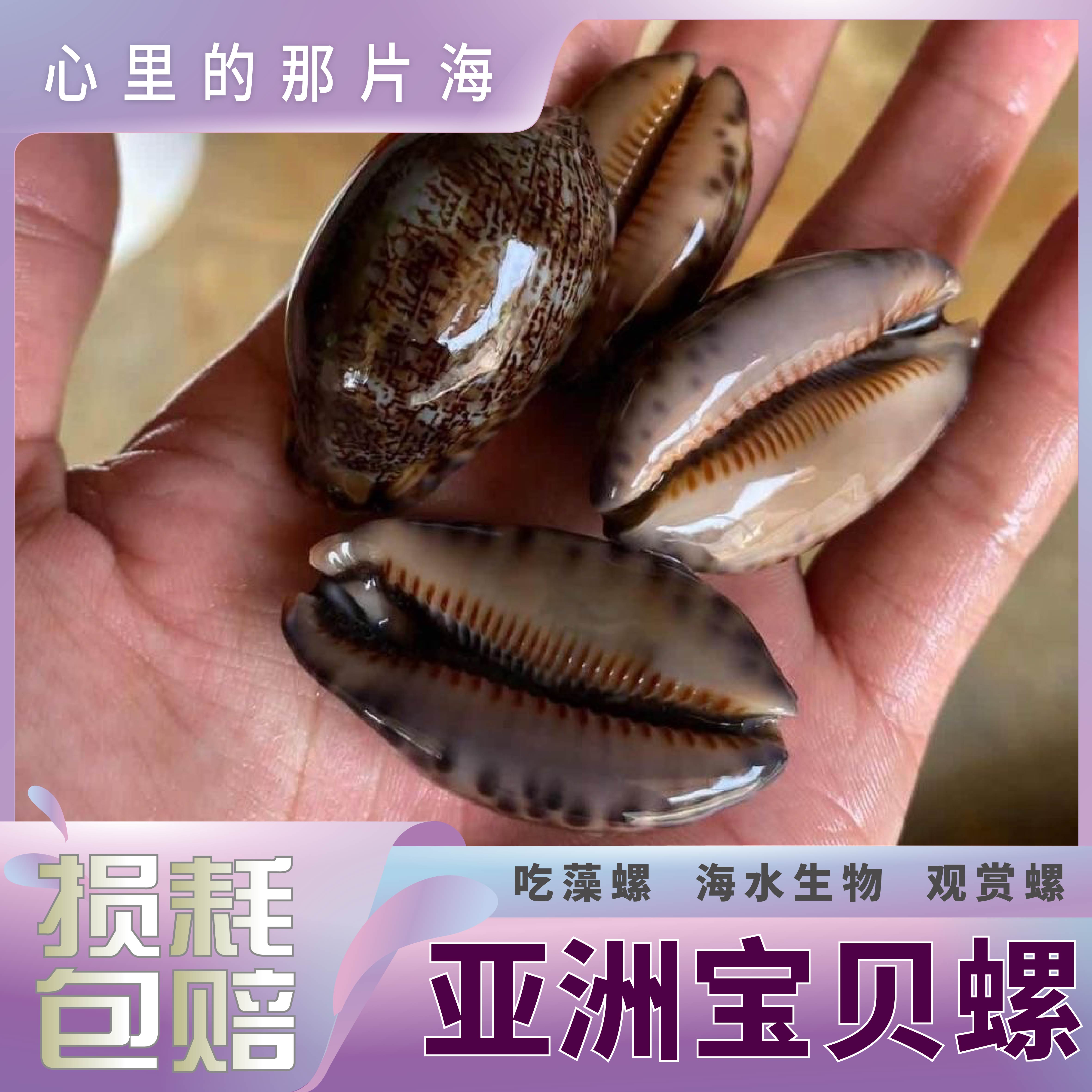 亚洲宝贝螺海水螺海水观赏螺