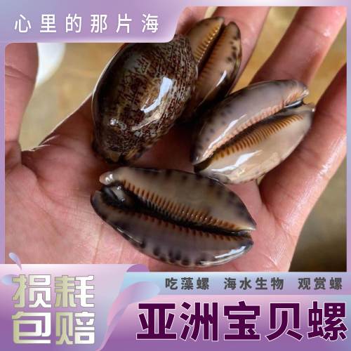 亚洲宝贝螺海水螺海水观赏螺
