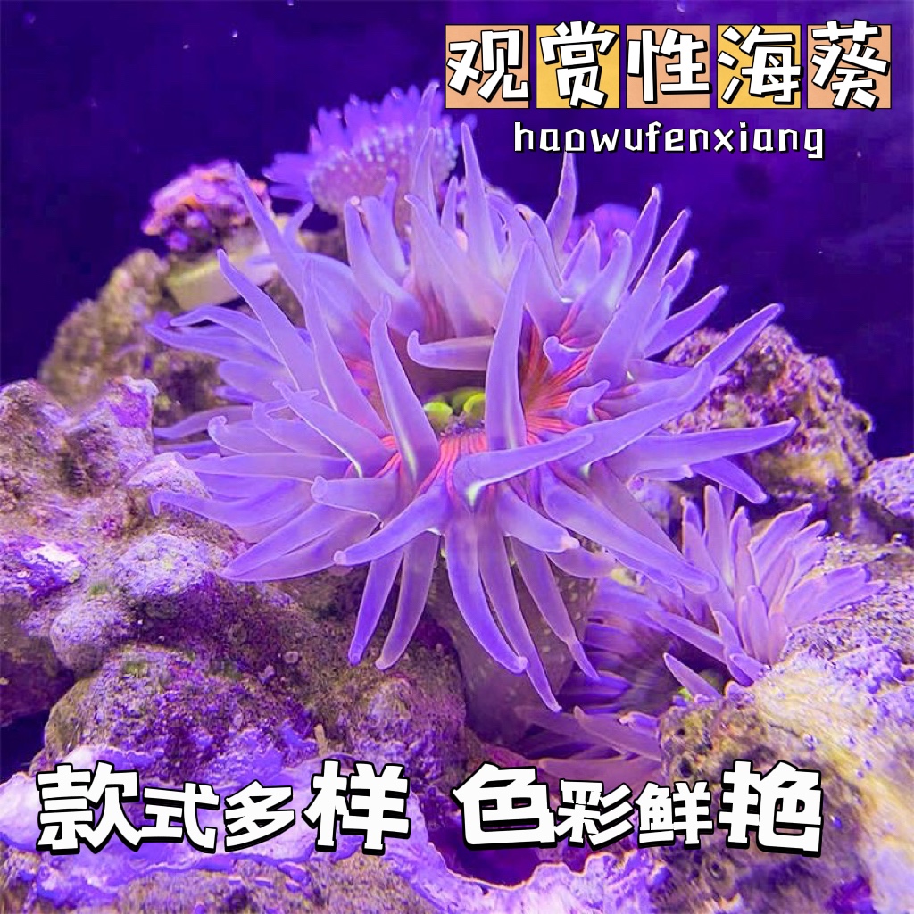 观赏海葵活体软体珊瑚海缸宠物造景海洋生物荧光粉点海葵小丑鱼共-封面