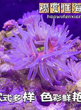 观赏海葵海缸软体珊瑚