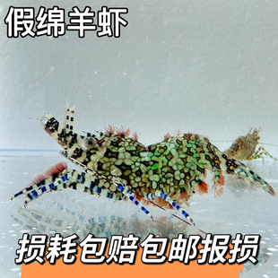 假绵阳虾薄荷虾黄点玻璃i虾海水生物吃藻除藻生物海缸海水小虾