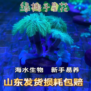 绿椰手星花大手心花珊瑚人工金边大手心花绿芯手星花珊瑚海水宠物