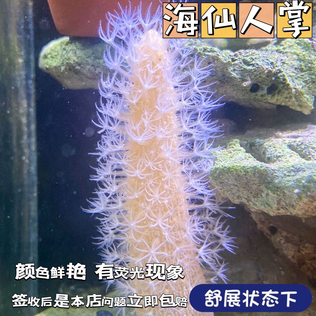 海缸海水生物海腮宠物除藻清洁海洋小生物活物观赏鱼造景海仙人掌