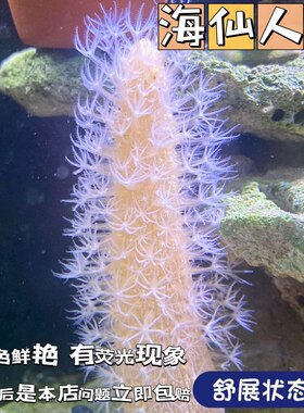 海缸海水生物海腮宠物除藻清洁海洋小生物活物观赏鱼造景海仙人掌