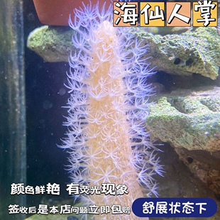 海缸海水生物海腮宠物除藻清洁海洋小生物活物观赏鱼造景海仙人掌