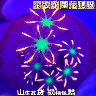 金边手星花珊瑚活体珊瑚lps新手练手珊瑚海缸造景珊瑚软体珊瑚