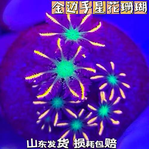金边手星花珊瑚活体珊瑚
