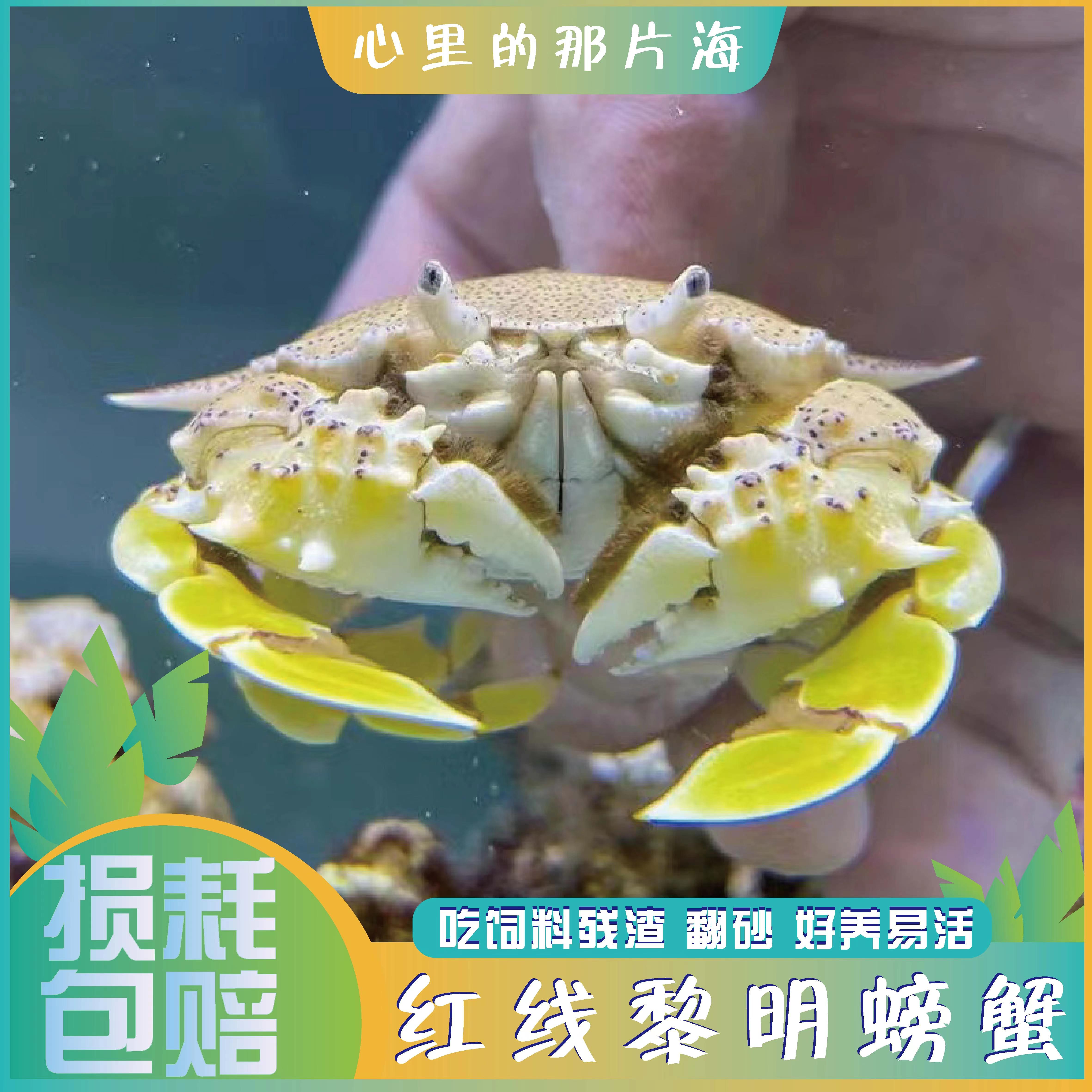 红线黎明螃蟹翻砂活体观赏蟹