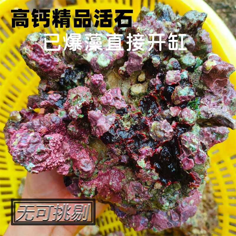 活石新鲜深海海缸鱼缸开缸造景多孔微生物聚钙免爆藻直采高钙深海