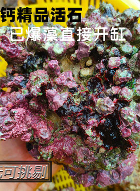 活石新鲜深海海缸鱼缸开缸造景