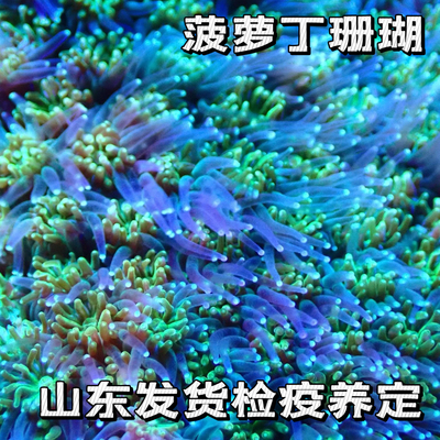 菠萝丁珊瑚海缸造景观赏小丑鱼窝 LPS软体珊瑚荧光海水活体生物