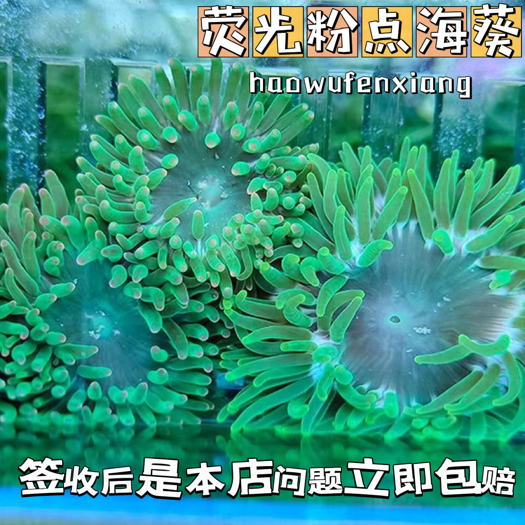 荧光粉点绿海葵珊瑚活体紫点绿葵活体粉点小海葵海水缸奶嘴海葵