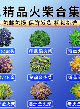 火柴头珊瑚黑火彩印尼绿火柴圣杯海缸珊瑚lps珊瑚海水活体珊瑚