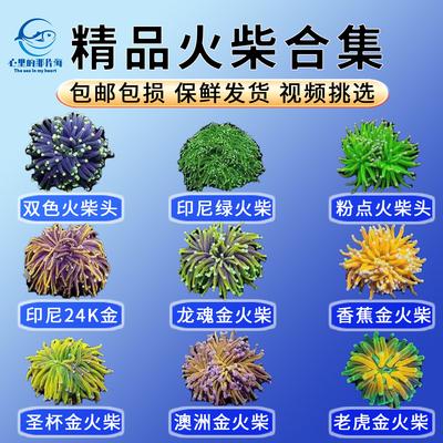 火柴头珊瑚黑火彩印尼绿火柴