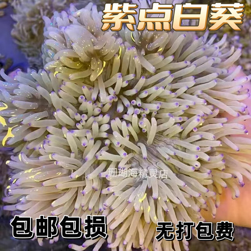 紫点白海葵奶嘴海葵小丑鱼共生