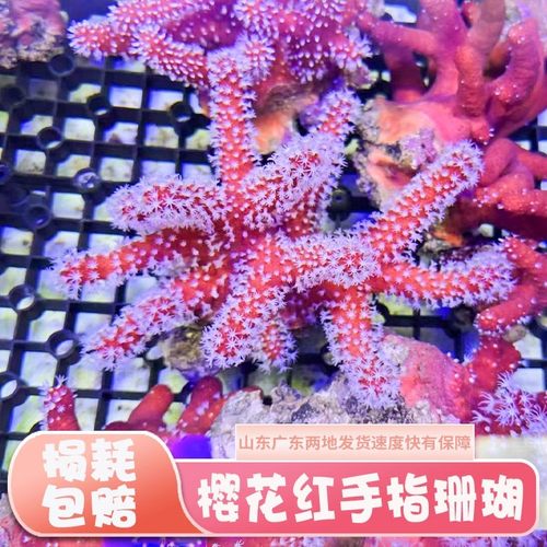 雪花红手指软体皮革珊瑚