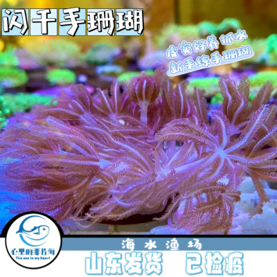加勒比闪千手软体珊瑚手星花