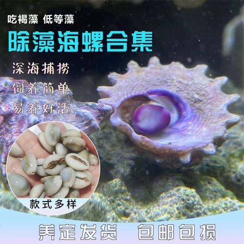 紫底星螺金环宝螺牛眼螺