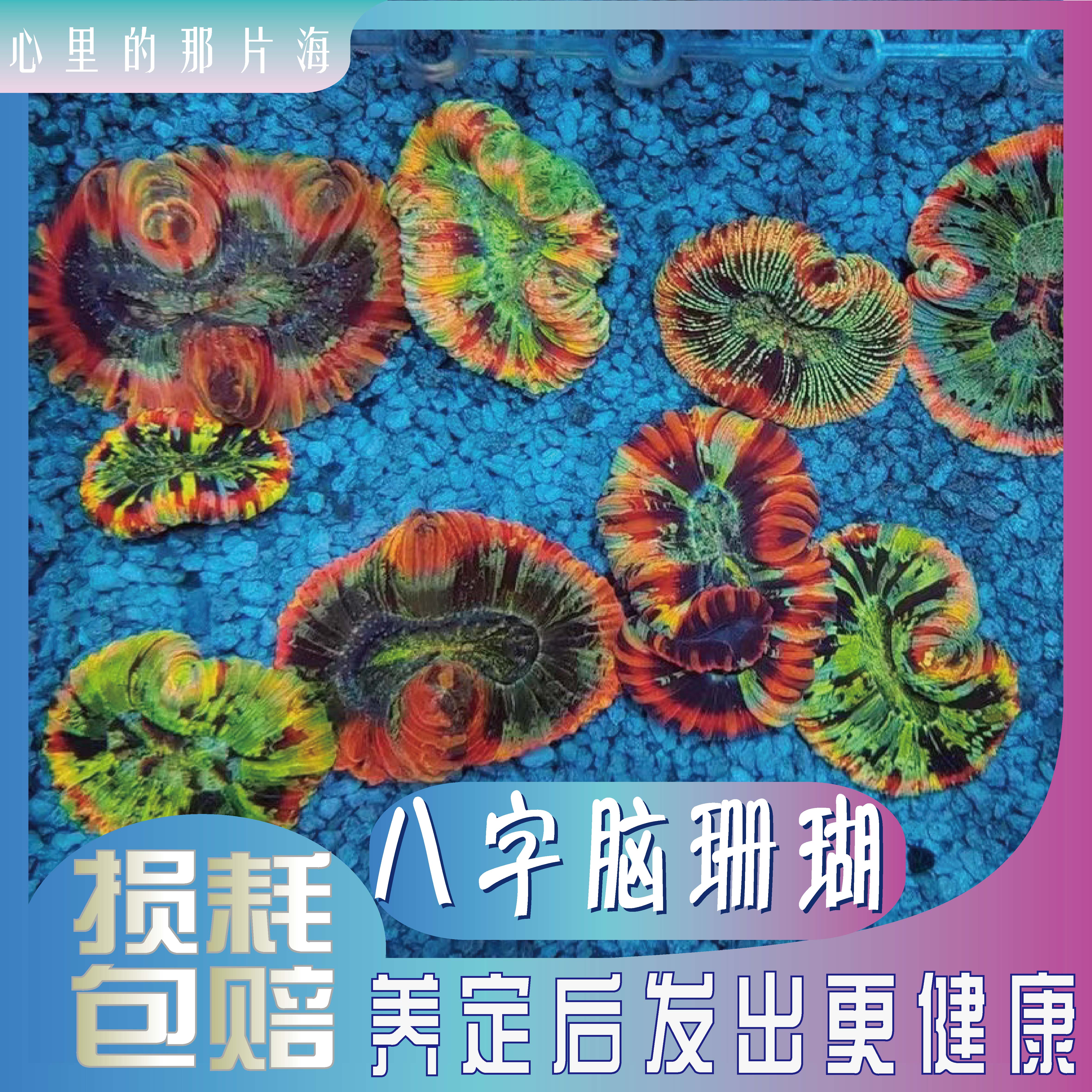 八字脑珊瑚红绿巴厘脑精品糖果脑油彩海水活体海水缸软体生物海葵