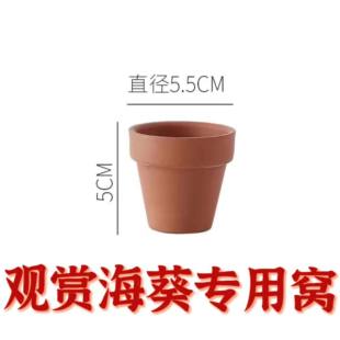 奶嘴海葵窝观赏海葵窝陶瓷不乱跑防止逃跑奶嘴窝