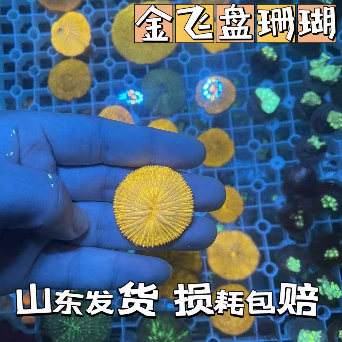 金飞盘珊瑚短须活体提色金色