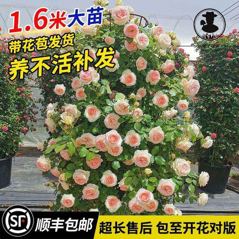 室外耐寒耐热四季开花爬藤植物常绿室内种在喜阴盆栽花卉带花水培