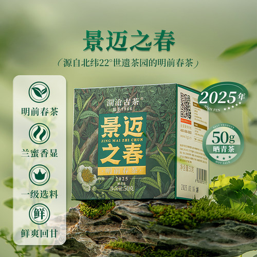景迈之春明前古树茶春茶晒青散茶50g