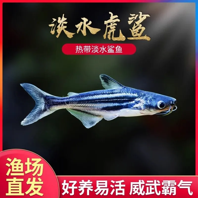 淡水鲨鱼活体虎鲨观赏鱼大型虎头鲨蓝鲨白化鲨鱼龙鱼配鱼