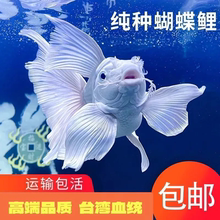 【大尺寸】台湾蝴蝶鲤鱼纯种短身球体锦鲤长尾冷水鱼苗金鱼观赏鱼