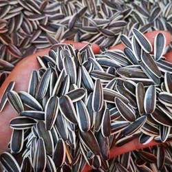 生瓜子大颗粒向日葵花籽新货新鲜现炒原味散装毛嗑葵瓜子内蒙5斤